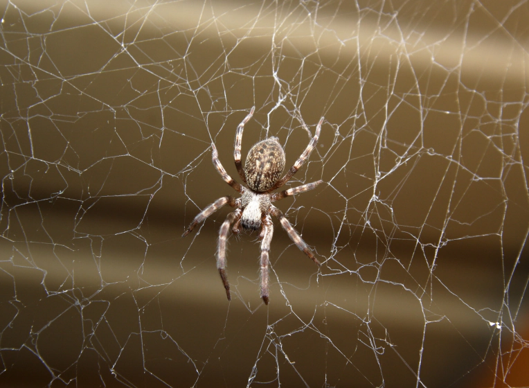 spider at the ceiling